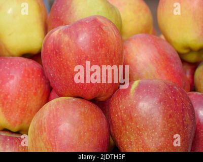 Haufen von indischen Äpfeln bereit, auf dem Apfelfruchtmarkt verkauft zu werden. Stockfoto