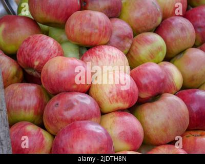 Haufen von indischen Äpfeln bereit, auf dem Apfelfruchtmarkt verkauft zu werden. Stockfoto