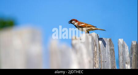 Auf der Suche nach Futter jagen Sperlinge entlang der grasbewachsenen Sanddünen des Broughty Ferry Beach in Dundee, Schottland Stockfoto