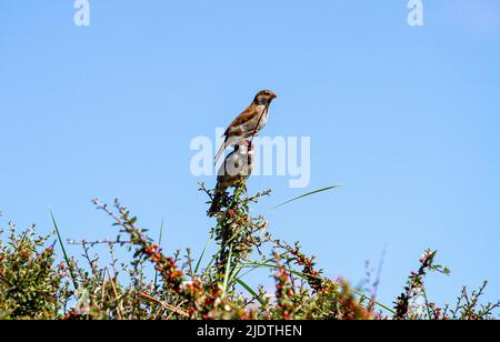 Auf der Suche nach Futter jagen Sperlinge entlang der grasbewachsenen Sanddünen des Broughty Ferry Beach in Dundee, Schottland Stockfoto