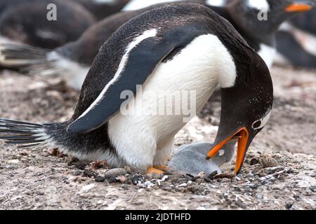 Gentoo-Pinguin (Pygoscelis papua) füttert sein Küken auf Saunders Island, den Falklands. Stockfoto
