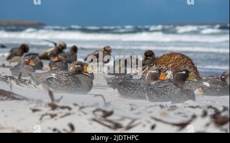 Falkland Streamer Ducks (Tachyeres brachypterus) bei starkem Wind auf Sea Lion Island, den Falklands. Stockfoto