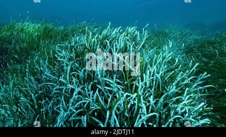 Dichte Dickichte von grünem Seegras Posidonia, auf blauem Wasser Hintergrund. Grüner Seegras mediterranes Tapeweed oder Neptune Grass (Posidonia). Mediterr Stockfoto