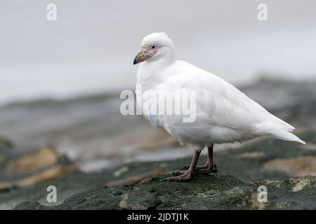 Schneebedeckter Schneeballvogel (Chionis albus) von Saunders Island, den Falklands. Stockfoto