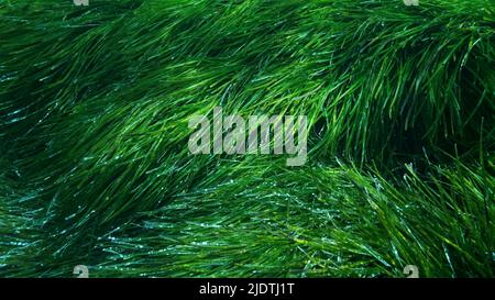 Dichte Dickichte von grünem Seegras Posidonia, auf blauem Wasser Hintergrund. Grüner Seegras mediterranes Tapeweed oder Neptune Grass (Posidonia). Mediterr Stockfoto