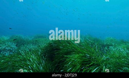 Dichte Dickichte von grünem Seegras Posidonia, auf blauem Wasser Hintergrund. Grüner Seegras mediterranes Tapeweed oder Neptune Grass (Posidonia). Mediterr Stockfoto