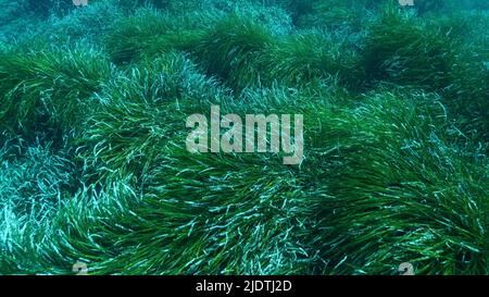 Dichte Dickichte von grünem Seegras Posidonia, auf blauem Wasser Hintergrund. Grüner Seegras mediterranes Tapeweed oder Neptune Grass (Posidonia). Mediterr Stockfoto