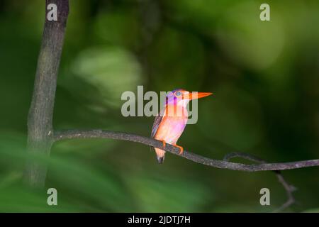 Sulawesi Zwergeisvogel (Ceyx fallax) aus dem Tangkoko Nationalpark, Nord-Sulawesi, Indonesien Stockfoto