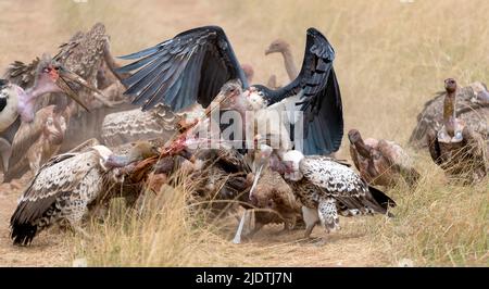 Geier und Marabou-Störche kämpfen um das Essen in Maasai Mara, Kenia. Stockfoto