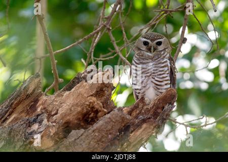 Weißbraueneule (Ninox superciliaris) aus Berenty, Süd-Madagaskar. Stockfoto