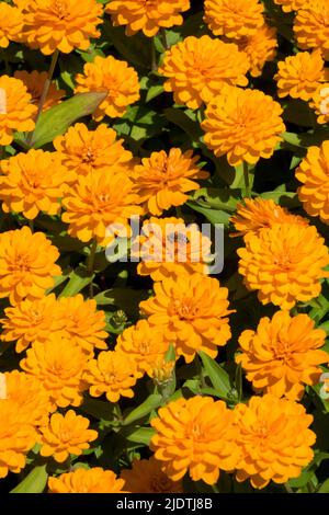 Orangefarbene Zinnien-Blumen, Zinnien „Üppig Doppelt Orange“ Stockfoto