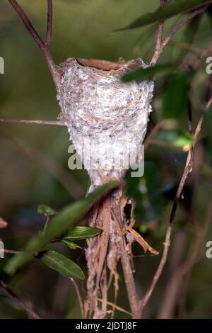 Nest des madagassischen Paradies-Fliegenfängers (Terpsiphone mutata) aus Berenty, Süd-Madagaskar Stockfoto