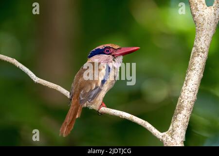 Flieder Eisvögel (Citrutta cyanotis) aus dem Tangkoko-Nationalpark, Nord-Sulawesi, Indonesien. Stockfoto