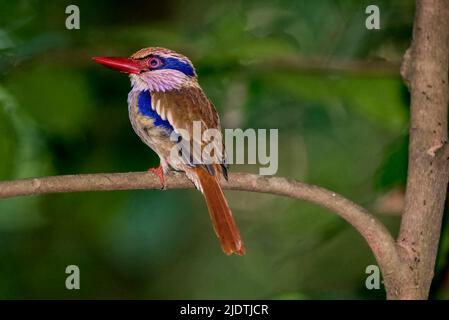 Flieder Eisvögel (Citrutta cyanotis) aus dem Tangkoko-Nationalpark, Nord-Sulawesi, Indonesien. Stockfoto