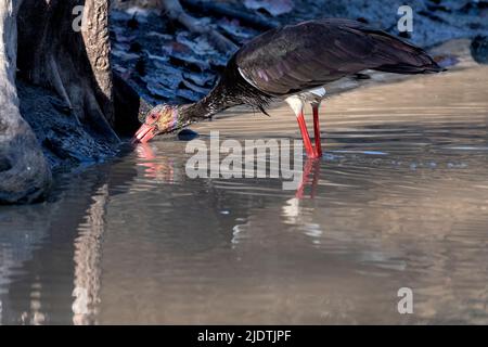 Schwarzstorch (Ciconia nigra) füttert in einem Teich im Kanha-Nationalpark, Madhya Pradesh, Indien. Stockfoto