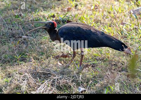 Rotnapter Ibis (Pseudibis papillosa) füttert im Kanha-Nationalpark, Madhya Pradesh, indien. Stockfoto