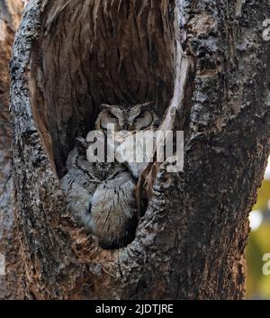 Paar indische Scheußeule (Otus bakkamoena), die in einem hohlen Tre Stamm im Bandhavgarh National Park, Madhya Pradesh, Indien, ruhen. Stockfoto