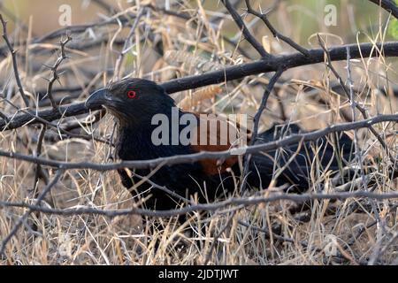 Großcoucal (Centropus sinensis) aus Rajasthan, Indien. Stockfoto