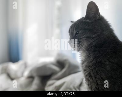 Eine wunderschöne graue Katze sitzt auf dem Bett des Besitzers mit schielenden Augen. Vor dem Hintergrund blauer Vorhänge, weiße Bettwäsche. Speicherplatz kopieren. Stockfoto