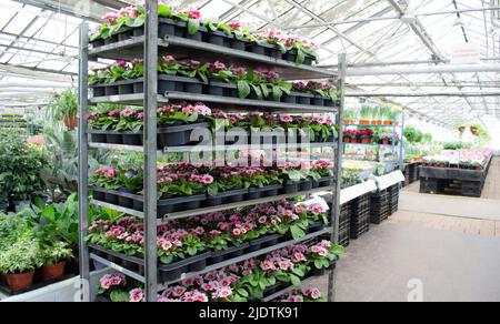 Viele rosa Primeln in Blumentöpfen auf den Regalen von Metall mehrstufigen Trolley und andere grüne Zimmerpflanzen auf dem Blumenmarkt im Gewächshaus zu verkaufen. Stockfoto