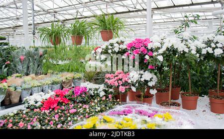 Verkauf im Gewächshaus von Topfblumen, die dort angebaut werden: chlorophytum, Rhododendronen von Azaleen weiß und rosa. Stockfoto