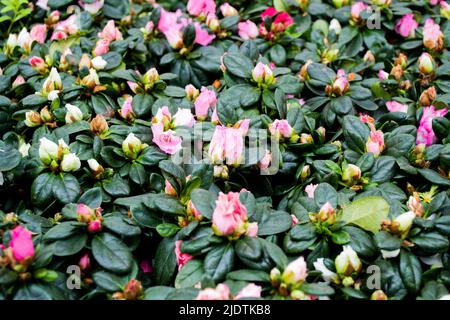 Schöne natürliche Blumenhintergrund. Rosa Blüten und Knospen von Azaleen - die Art Rhododendron simsii mit dunkelgrünen Blättern. Speicherplatz kopieren. Stockfoto