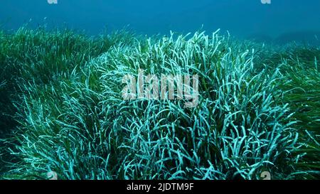 Mittelmeer, Zypern. 23.. Juni 2022. Dichte Dickichte von grünem Seegras Posidonia, auf blauem Wasser Hintergrund. Grüner Seegras mediterranes Tapeweed oder Neptune Grass (Posidonia). Mediterrane Unterwasserlandschaft. Mittelmeer, Zypern (Bild: © Andrey Nekrasov/ZUMA Press Wire) Stockfoto