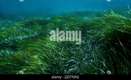 Mittelmeer, Zypern. 23.. Juni 2022. Dichte Dickichte von grünem Seegras Posidonia, auf blauem Wasser Hintergrund. Grüner Seegras mediterranes Tapeweed oder Neptune Grass (Posidonia). Mediterrane Unterwasserlandschaft. Mittelmeer, Zypern (Bild: © Andrey Nekrasov/ZUMA Press Wire) Stockfoto