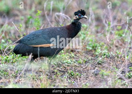 Haubenguineaflut (Guttera pucherani) aus Zimanga, Südafrika. Stockfoto