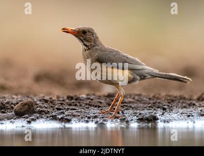 Kurrichane-Drossel (Turdus libonyana) aus Zimanga, Südafrika. Stockfoto