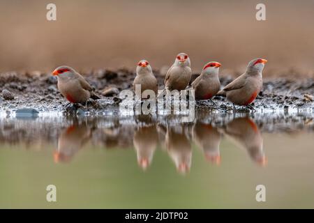 Gewöhnliche Wacholder (Estrilda astrild) an einem Teich im Zimanga Private Reserve, Südafrika. Stockfoto