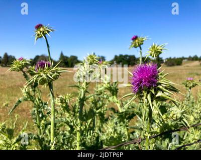 Purple Star Thistle wächst am Straßenrand im Land in Kalifornien Stockfoto
