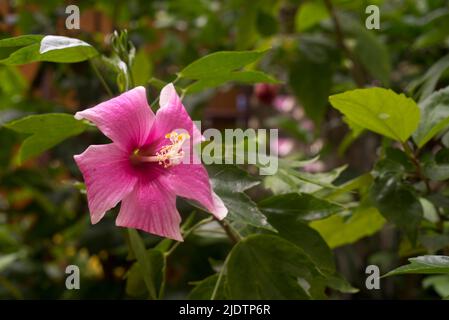 Rosafarbene Hibiskusblüten in der Nahaufnahme des Gartenmakros Stockfoto