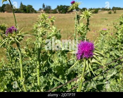 Purple Star Thistle wächst am Straßenrand im Land in Kalifornien Stockfoto