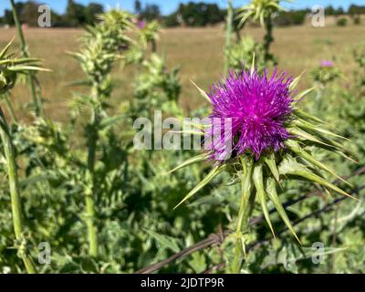 Purple Star Thistle wächst am Straßenrand im Land in Kalifornien Stockfoto