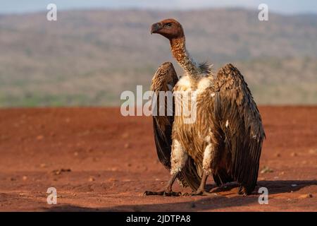 Kapgeier (Gyps coprotheres), der sich im Zimanga Private Reserve, Südafrika, auf rotem Boden ernährt hat. Stockfoto