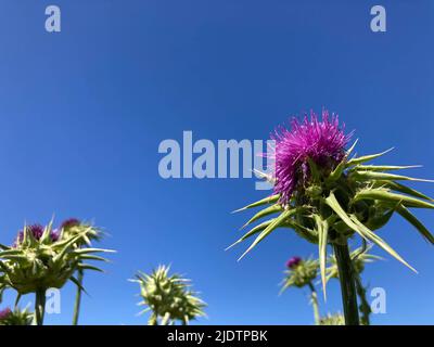 Purple Star Thistle wächst am Straßenrand im Land in Kalifornien Stockfoto