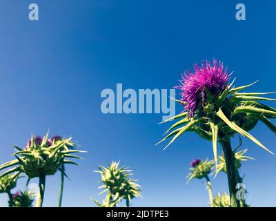 Purple Star Thistle wächst am Straßenrand im Land in Kalifornien Stockfoto