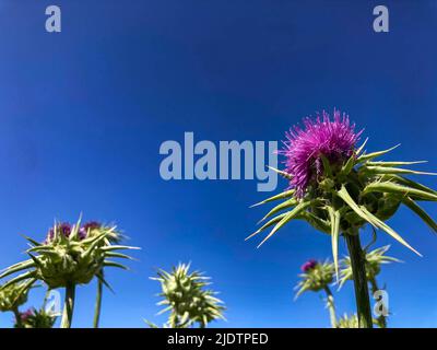 Purple Star Thistle wächst am Straßenrand im Land in Kalifornien Stockfoto