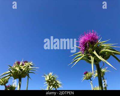 Purple Star Thistle wächst am Straßenrand im Land in Kalifornien Stockfoto