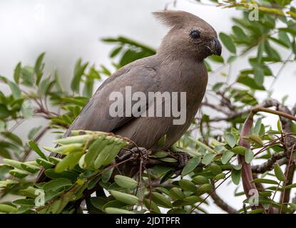 Gray lourie (Corythaixoides concolor) aus dem Krüger NP, Südafrika. Stockfoto