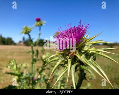 Purple Star Thistle wächst am Straßenrand im Land in Kalifornien Stockfoto