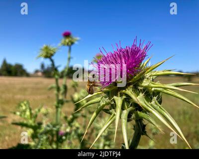Purple Star Thistle wächst am Straßenrand im Land in Kalifornien Stockfoto
