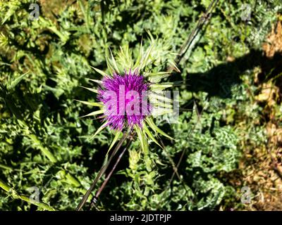 Purple Star Thistle wächst am Straßenrand im Land in Kalifornien Stockfoto
