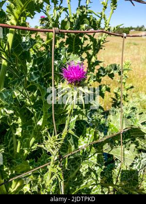 Purple Star Thistle wächst am Straßenrand im Land in Kalifornien Stockfoto