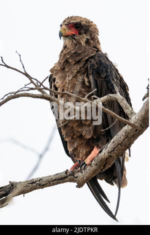 Subadulter Bateleur-Adler (Terathopius ecaudatus) aus dem Krüger NP, Südafrika. Stockfoto