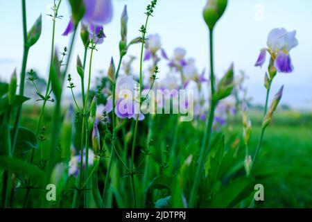 Irisiert Blumen auf einem verschwommenen Hintergrund mit blauem Himmel. Weiß mit lila Irisblüten blühen in der Natur. Iris Orchideen für Poster, Kalender, Post Stockfoto