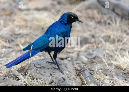 Rueppells Glanzstar (Lamprotornis purpuropterus) aus Maasai Mara, Kenia. Stockfoto