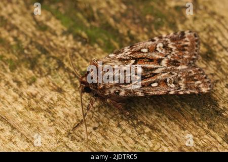 Detaillierte Nahaufnahme des braunen, wahren Liebhaberknoten, Lycophotia porphyrea, der auf Holz sitzt Stockfoto