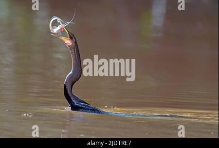 Eine orientalische Darter (Anhinga Melanogaster) Fischfang in Kinabatangan Fluss, Sabah, Borneo. Stockfoto